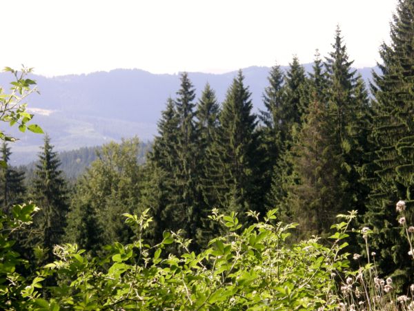 Panoráma
